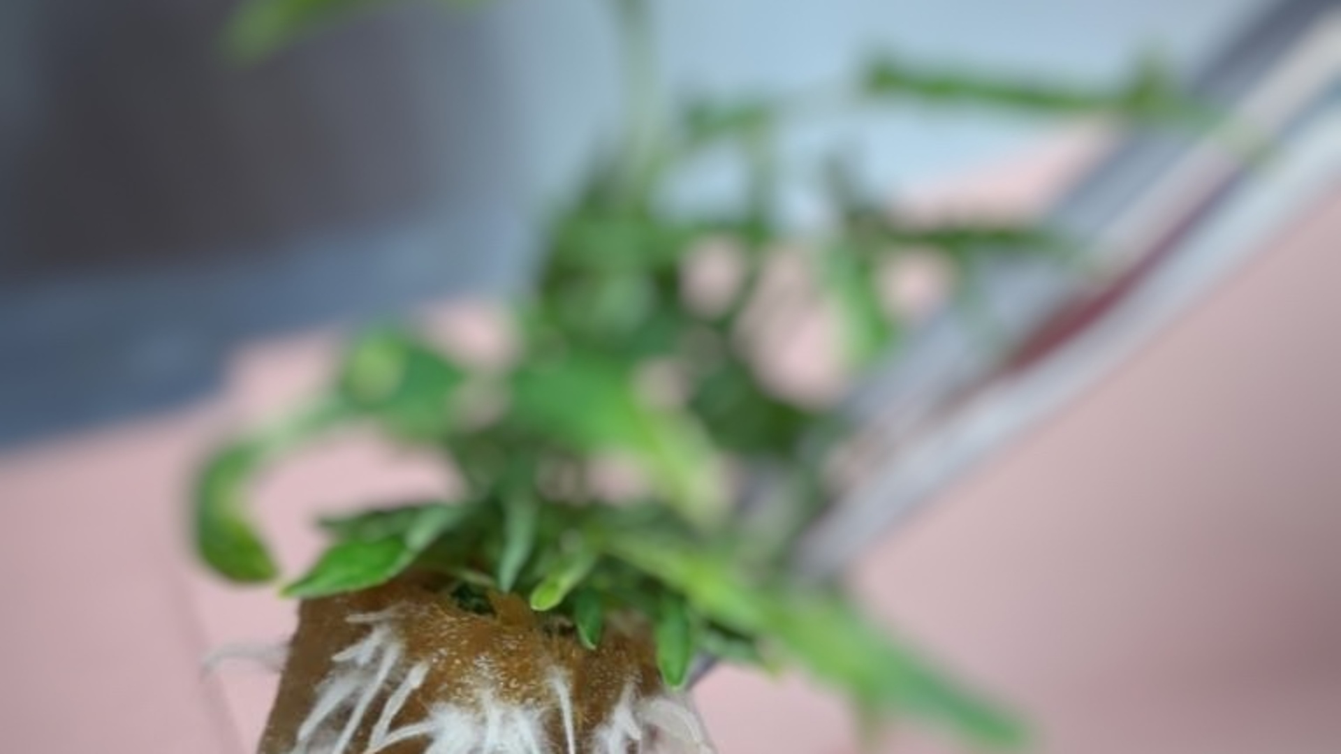 20210412 GR PHO 5419