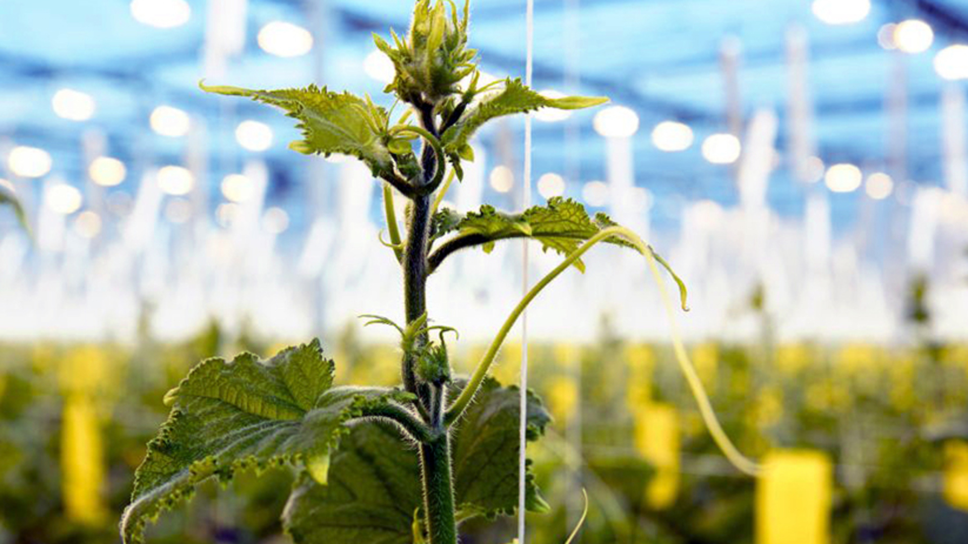 Picture NL_CUS_BEESAN_PLANT_07 for IPS